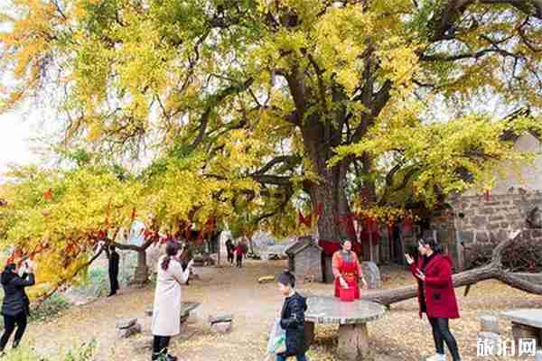 羅圈村銀杏節什么時候舉辦 2019羅圈村銀杏節11月9日開啟