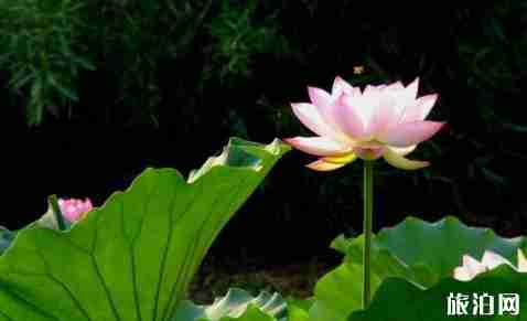 2018海灣森林公園荷花節(jié)時間+門票+學(xué)生票