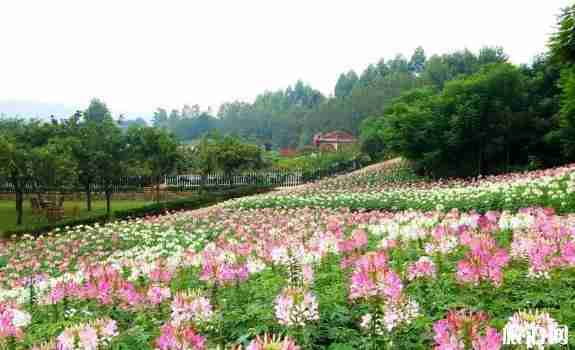 2018成都漫花莊園門票價(jià)格+優(yōu)惠政策+停車地點(diǎn)