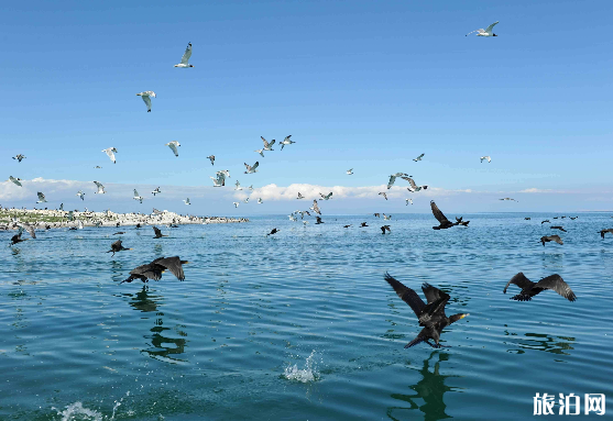 青海湖玩几天比较合适 青海湖旅游最佳路线 青海湖玩几天比较合适 青海湖旅游最佳路线