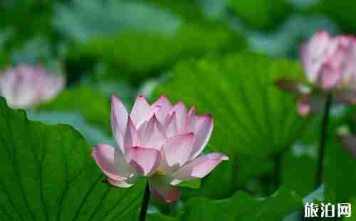 2018安徽撮镇荷花节门票+时间+地点