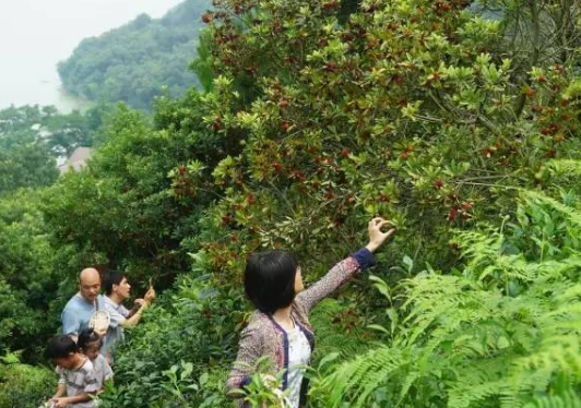 无锡醉李什么时候成熟 无锡大浮醉李采摘攻略 无锡醉李什么时候成熟 无锡大浮醉李采摘攻略