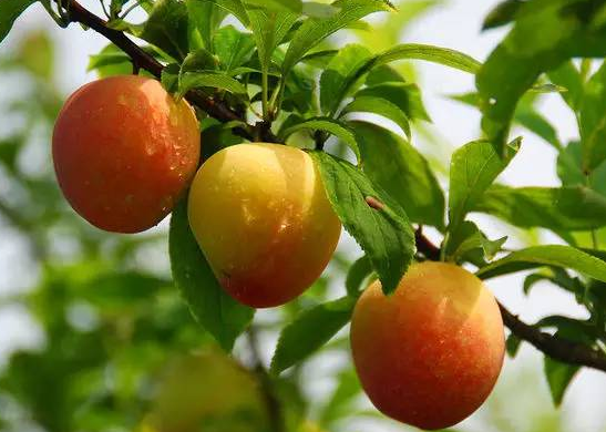 无锡醉李什么时候成熟 无锡大浮醉李采摘攻略 无锡醉李什么时候成熟 无锡大浮醉李采摘攻略