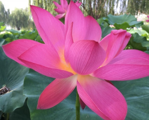 2018成都看荷花去哪里