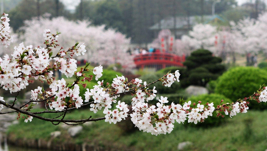武大櫻花游玩攻略 武大櫻花游玩攻略