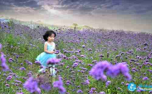 新疆薰衣草幾月開(kāi) 2018新疆伊犁薰衣草攻略