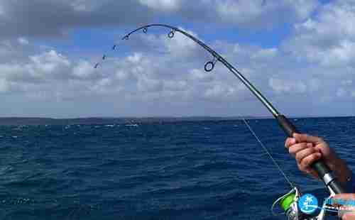 澳大利亞怎么釣魚 澳洲海釣攻略