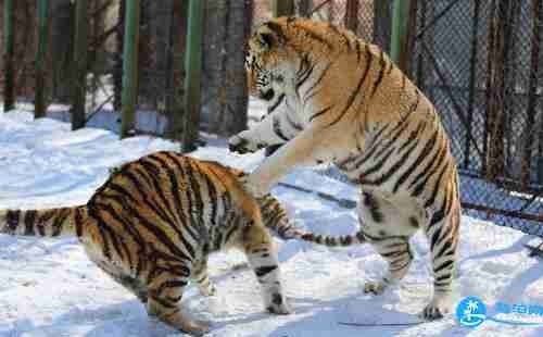 哈尔滨东北虎林园门票多少钱 哈尔滨东北虎林园好玩吗 哈尔滨东北虎林园门票多少钱 哈尔滨东北虎林园好玩吗