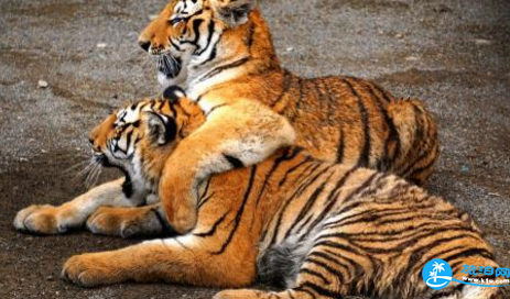 哈尔滨东北虎林园门票多少钱 哈尔滨东北虎林园好玩吗 哈尔滨东北虎林园门票多少钱 哈尔滨东北虎林园好玩吗