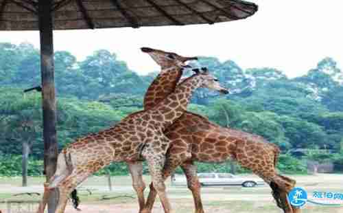 2018廣州長隆四園通玩年卡價格+使用須知