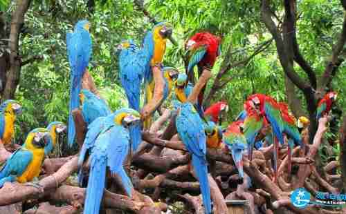 2018廣州長隆動物世界年卡多少錢