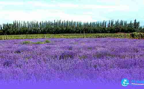 2018广州百万葵园门票+交通+地图