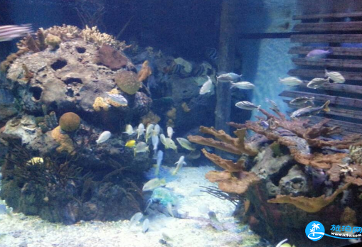 2018上海长风公园海洋世界联票价格+年卡价格