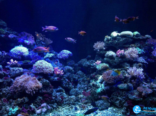 大连圣亚海洋世界圣亚景区线路推荐