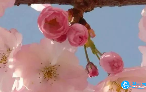 北京昌平春季赏花都有哪些品种的花 北京昌平春季赏花都有哪些品种的花