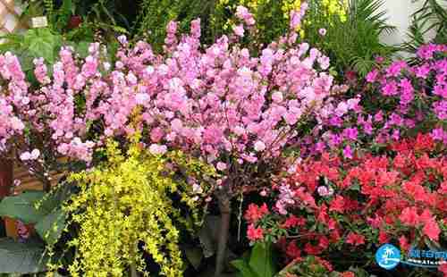 2018长沙植物园花展都有哪些花品种 2018长沙植物园花展都有哪些花品种