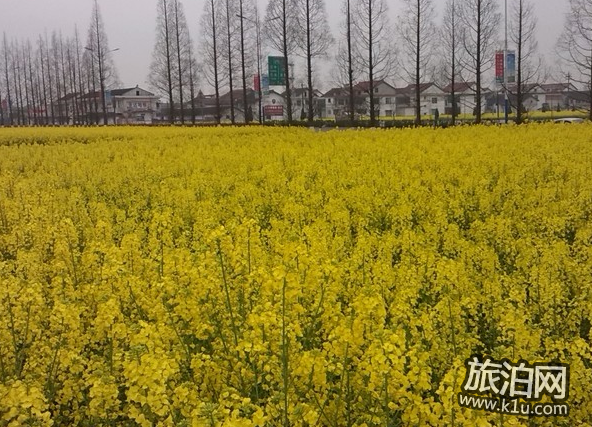 2018晋州油菜花赏花攻略 晋州油菜花什么时候开