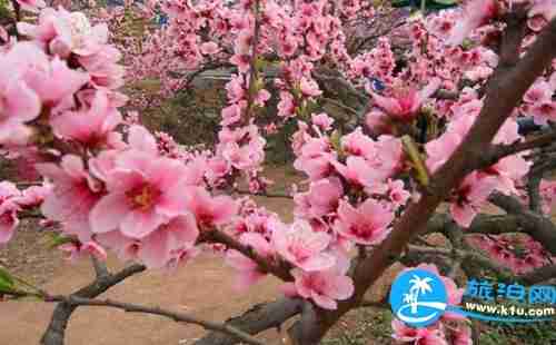 2018湖北赏花地图 湖北赏花的地方有哪些