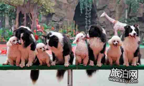 2018年春節(jié)上海浦東新區(qū)有哪些好玩的地方和活動 2018年春節(jié)上海浦東新區(qū)有哪些好玩的地方和活動