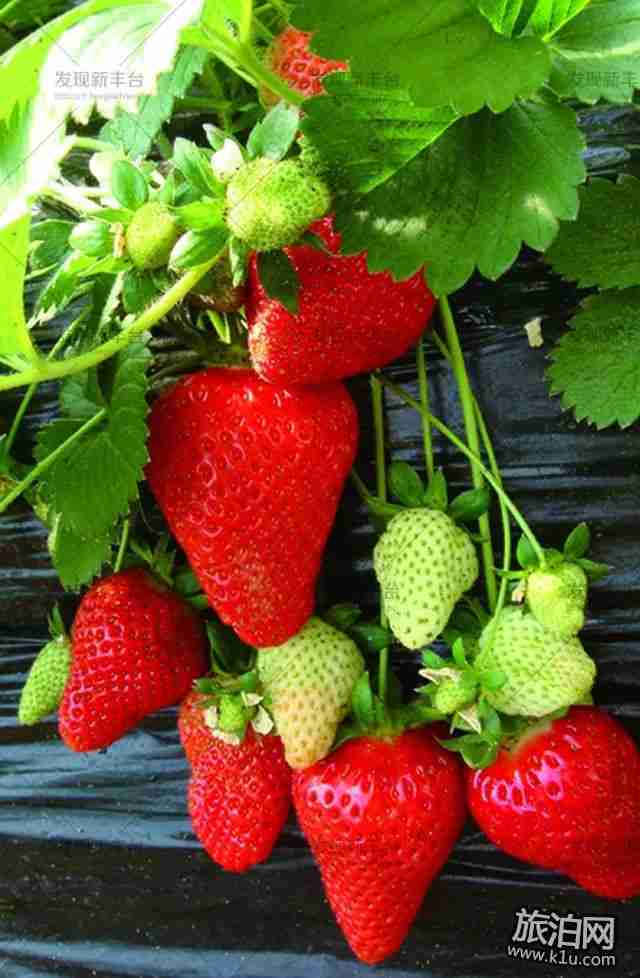 2018年春节期间北京丰台过年有哪些好玩的活动