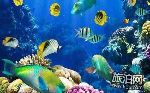 2018太平洋海底世界门票(价格+优惠政策+注意事项) 2018太平洋海底世界门票(价格+优惠政策+注意事项)