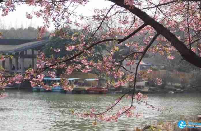 2018上海植物園櫻花節活動(時間+門票)