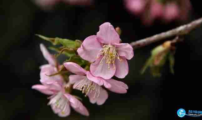2018上海植物園櫻花節活動(時間+門票)