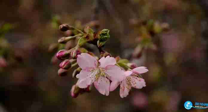 2018上海植物園櫻花節活動(時間+門票)