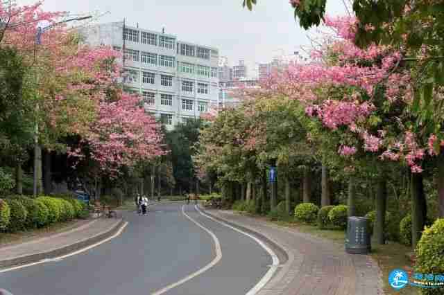 深圳龍華區(qū)福城街道附近有哪些可以賞花的地方 深圳龍華區(qū)福城街道附近有哪些可以賞花的地方