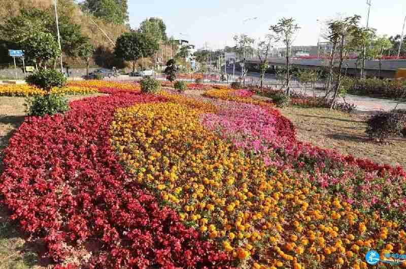 深圳龍華區(qū)福城街道附近有哪些可以賞花的地方