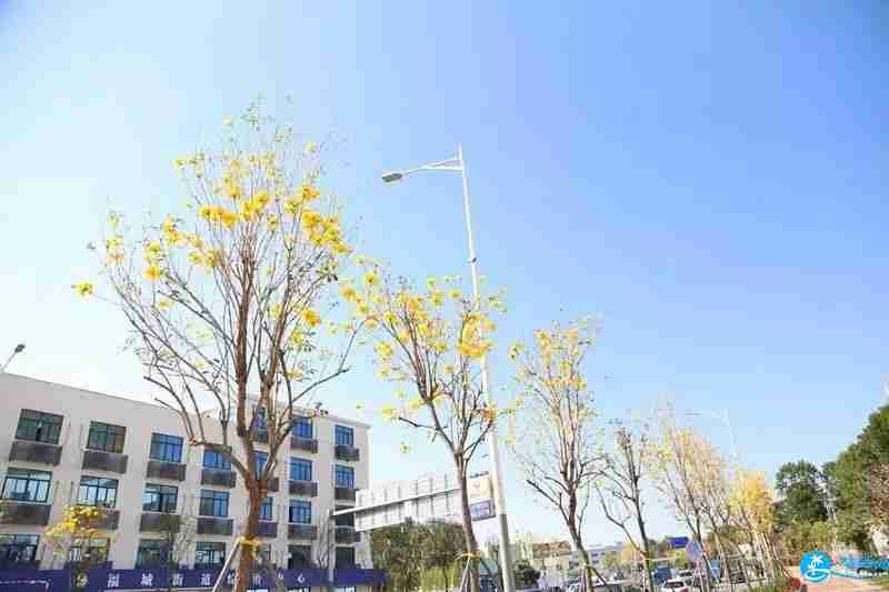 深圳龍華區(qū)福城街道附近有哪些可以賞花的地方 深圳龍華區(qū)福城街道附近有哪些可以賞花的地方