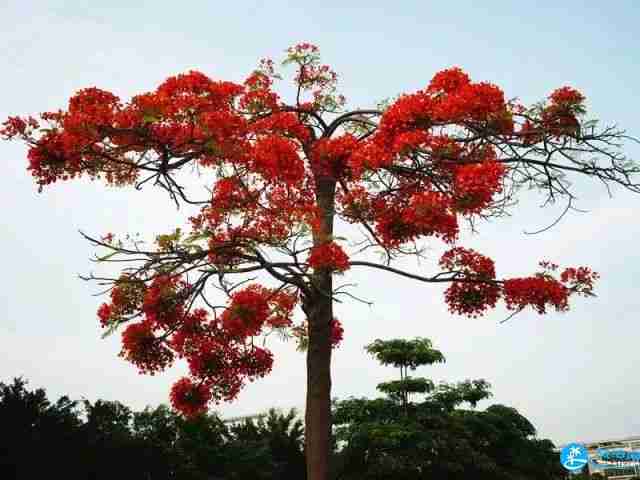 深圳龍華區(qū)福城街道附近有哪些可以賞花的地方 深圳龍華區(qū)福城街道附近有哪些可以賞花的地方