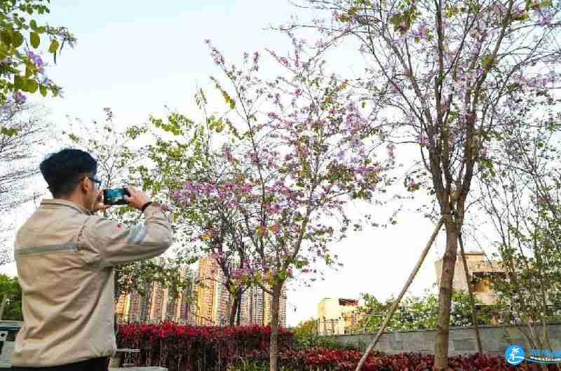 深圳龍華區(qū)福城街道附近有哪些可以賞花的地方 深圳龍華區(qū)福城街道附近有哪些可以賞花的地方