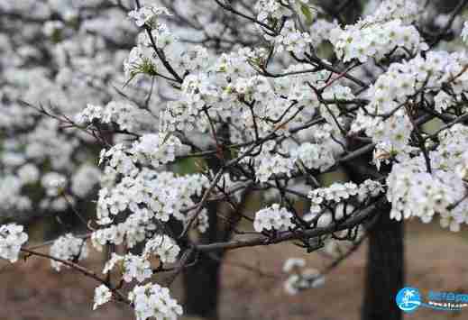 2018大理春季賞梨花勝地有哪些+花期+交通攻略 2018大理春季賞梨花勝地有哪些+花期+交通攻略