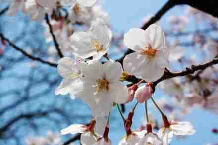 2018南京雞鳴寺櫻花門(mén)票+交通指南
