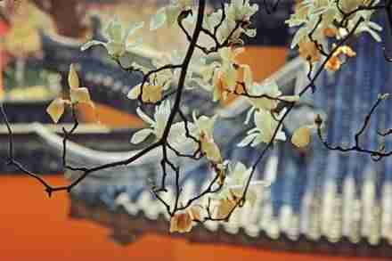 2018南京雞鳴寺櫻花門(mén)票+交通指南