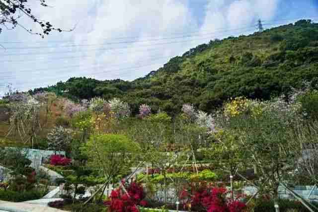 2018深圳南山赤灣華英路景觀公園櫻花門票 2018深圳南山赤灣華英路景觀公園櫻花門票