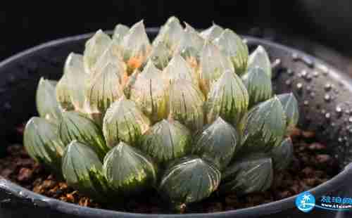 2018上海多肉展門票購買+時間+地址+交通指南