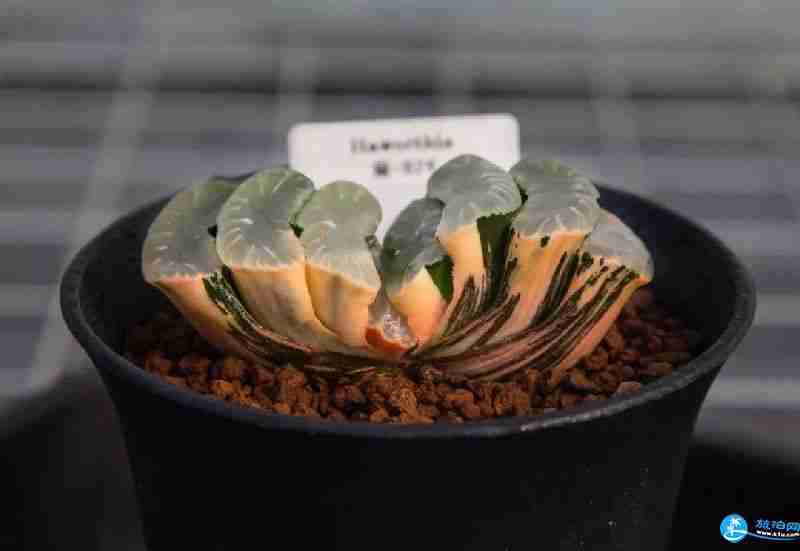 2018上海多肉展門票購買+時間+地址+交通指南