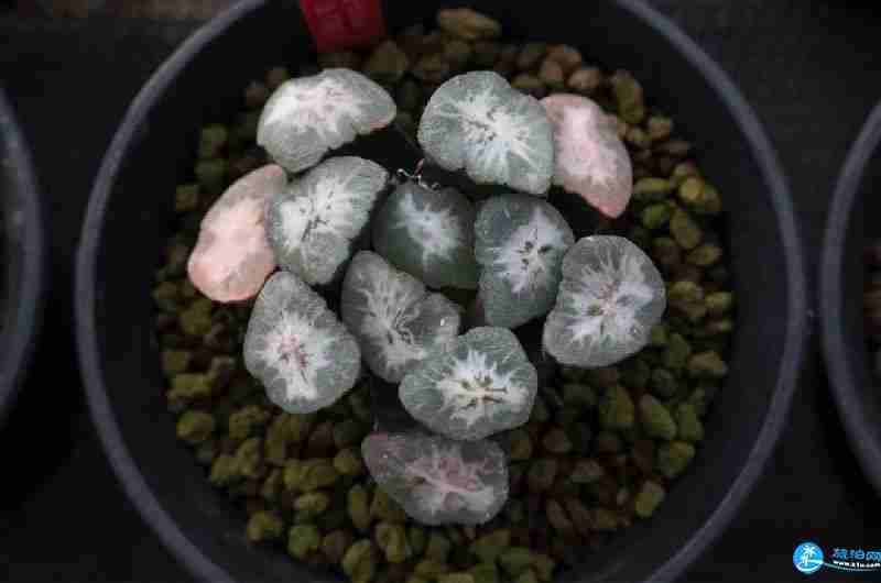 2018上海多肉展門票購買+時間+地址+交通指南