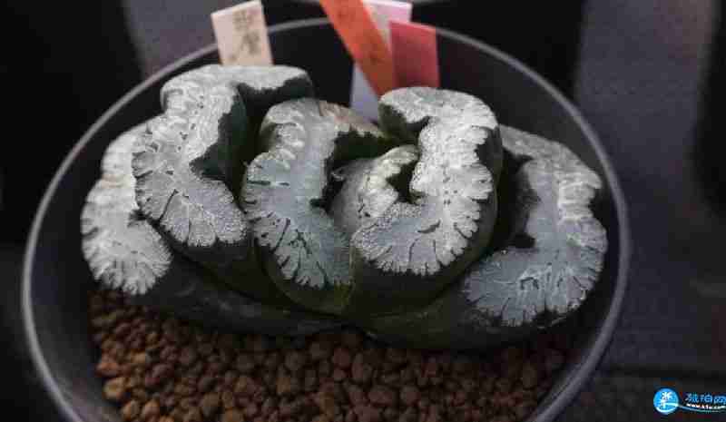 2018上海多肉展門票購買+時間+地址+交通指南