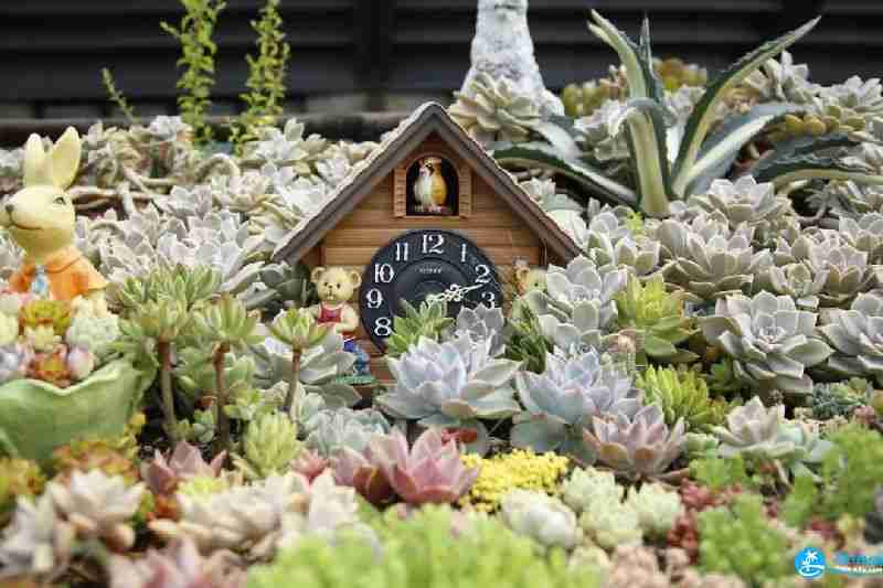 2018上海多肉展門票購買+時間+地址+交通指南