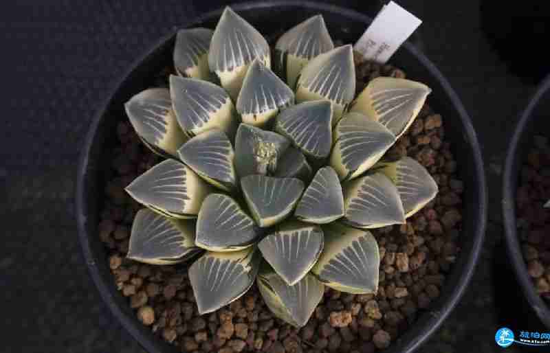 2018上海多肉展門票購買+時間+地址+交通指南