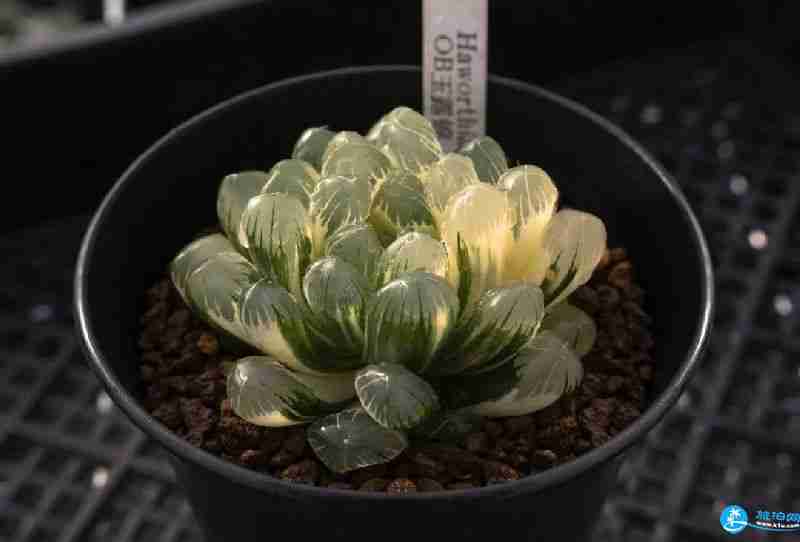 2018上海多肉展門票購買+時間+地址+交通指南