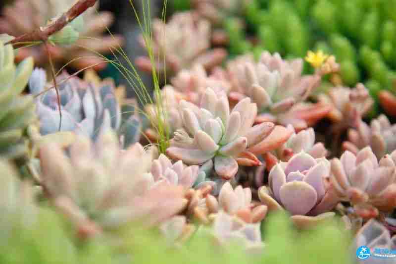 2018上海多肉展門票購買+時間+地址+交通指南