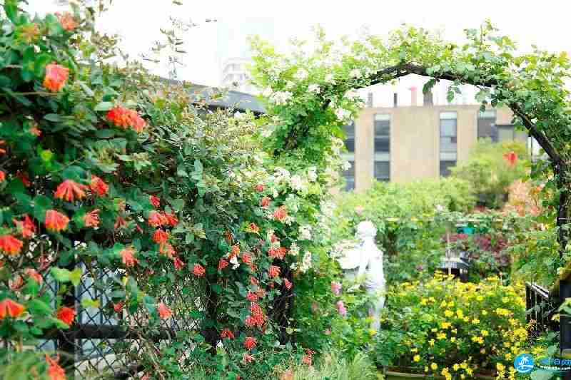 2018上海多肉展門票購買+時間+地址+交通指南