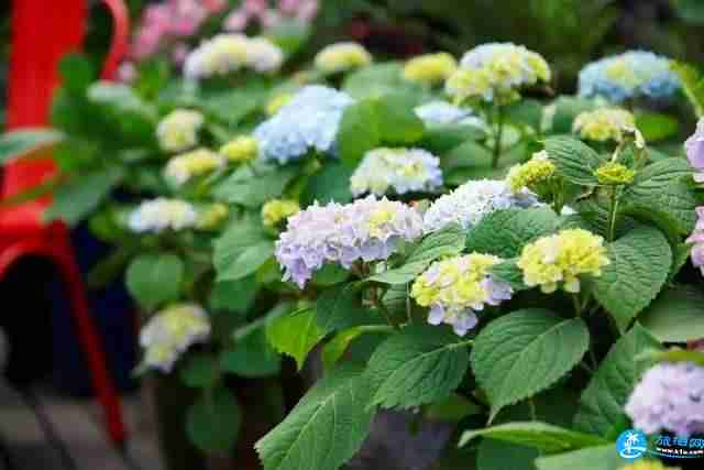 2018上海多肉展門票購買+時間+地址+交通指南