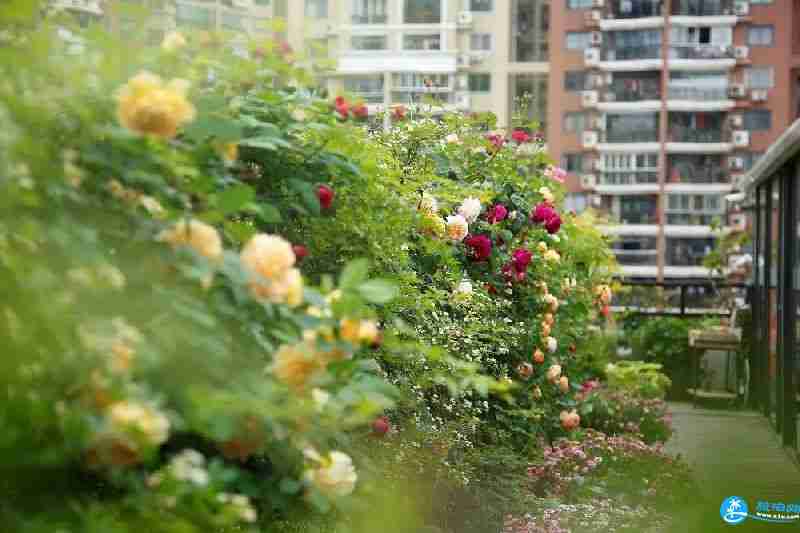 2018上海多肉展門票購買+時間+地址+交通指南