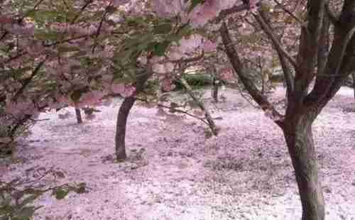 2018年西安青龍寺櫻花幾月開