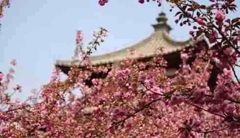2018年西安青龍寺櫻花幾月開